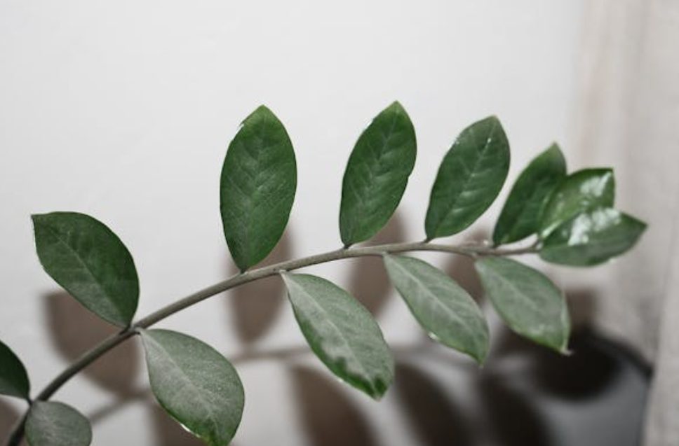 7 plantas para ambientes com pouca luz - Zamioculcas